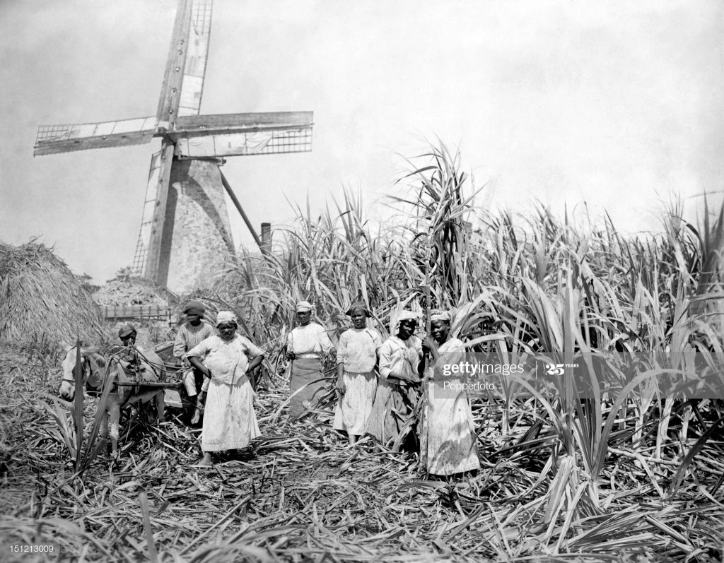 Sugar cane plantation with field workers, Barbados, 1910